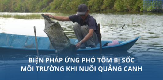 Biện pháp ứng phó tôm bị sốc môi trường khi nuôi quảng canh
